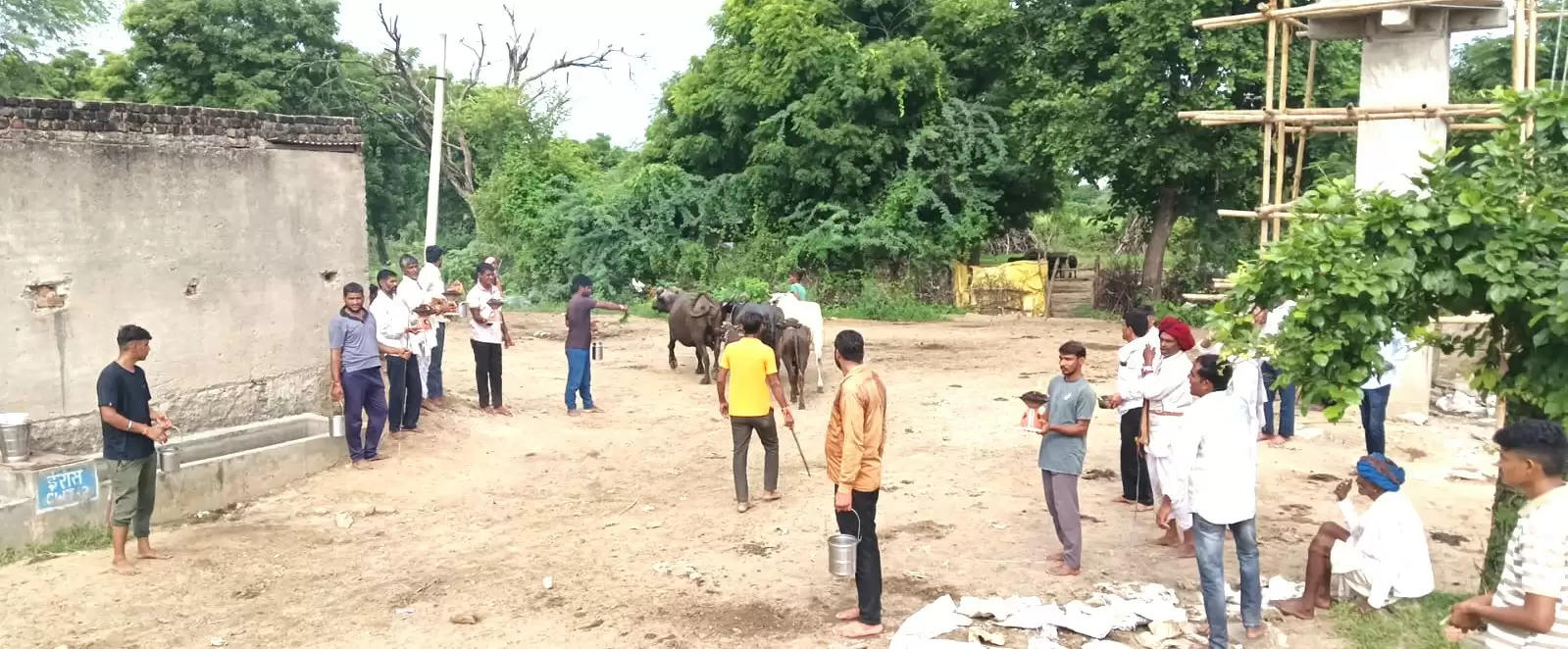 शाहपुरा में पशुओं को रोगमुक्त करने के लिए अनूठा उत्सव