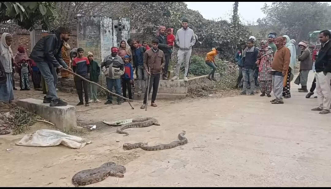 औरैया : तीन अजगर एक साथ देख ग्रामीण घबराए,वन विभाग ने किया रेस्क्यू