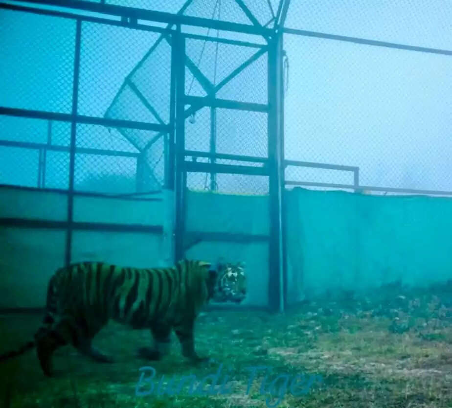 म.प्र.: पेंच से आई बाघिन बनी आरवीटी-9, रामगढ़ विषधारी में जल्द खुले जंगल में छोड़ी जाएगी