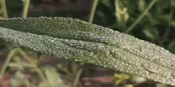 राजस्थान में शीतलहर का प्रकोप तेज, 11 जिलों में यलो अलर्ट