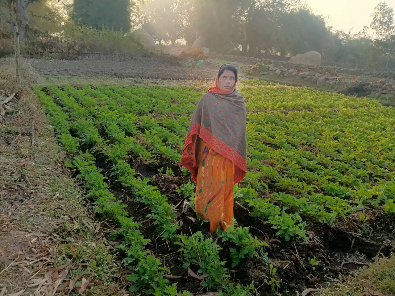 अनूपपुर: धनगवां के जंगल में डेरा जमाया तीन हाथी,रात में अचानक आ जाने का बना रहता डर