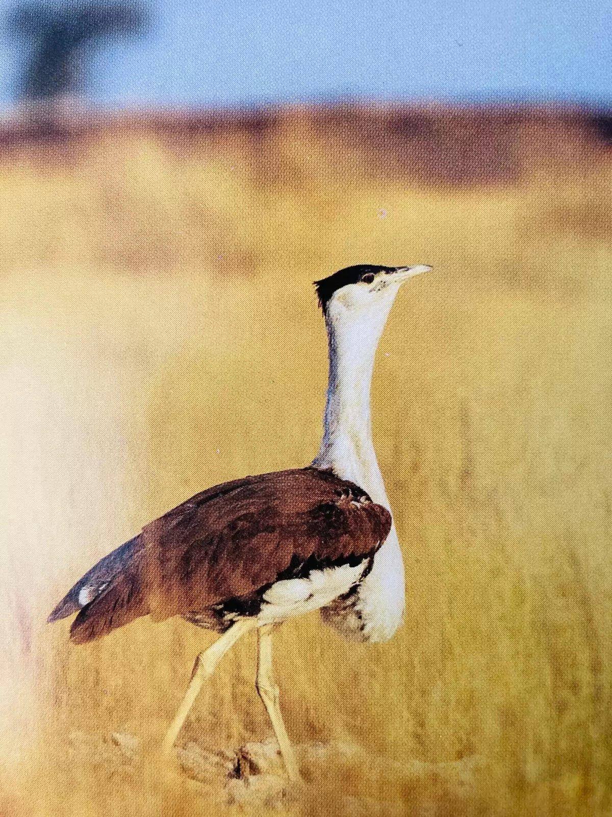 राज्य पक्षी गोडावण की मृत्यु से संरक्षण प्रयासों को आघात