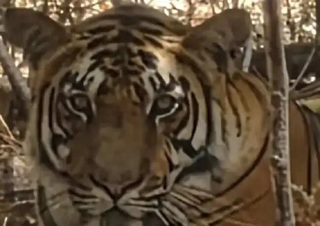 मप्र के कान्हा में एक और बाघ में मिला कैनाइन डिस्टेंपर वायरस, रेस्क्यू कर क्वारंटाइन सेंटर भेजा