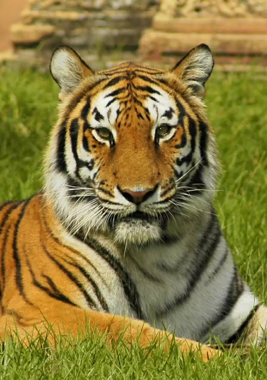 छत्तीसगढ़ के धमतरी जिले में एक भी बाघ की स्थाई मौजूदगी नहीं, 16 जनवरी से शुरू होगा बाघ आंकलन सर्वे