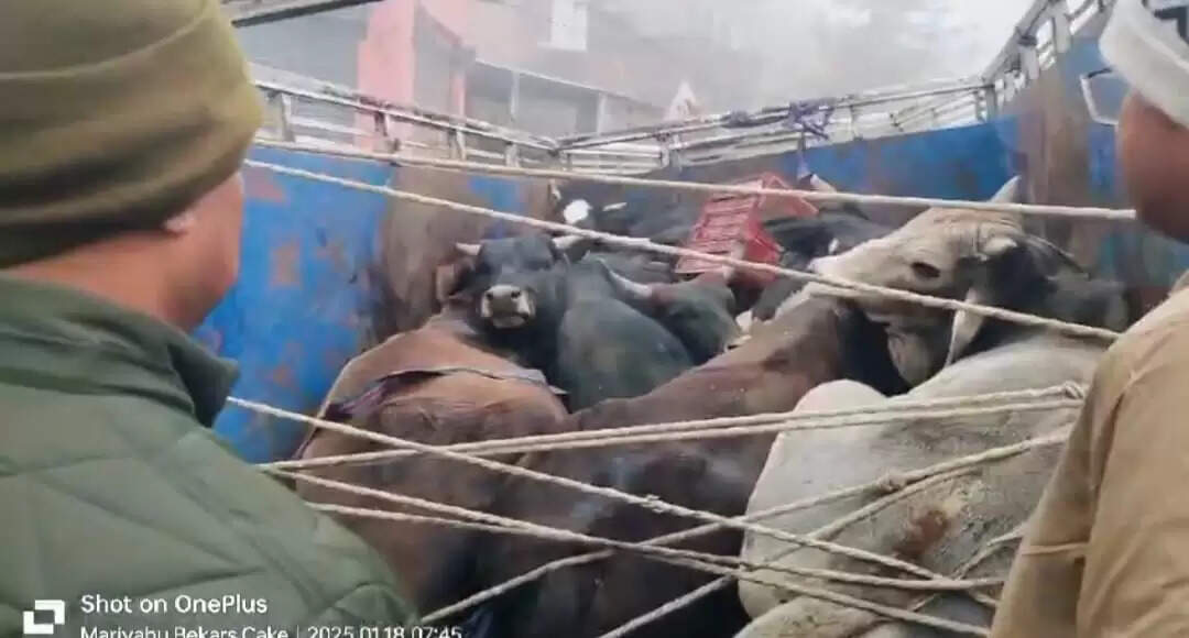 पुलिस&nbsp;ने&nbsp;पिकअप में लदे आठ गोवंशों को गौशाला पहुंचाया, फरार तस्करों की तलाश में जुटी&nbsp;
