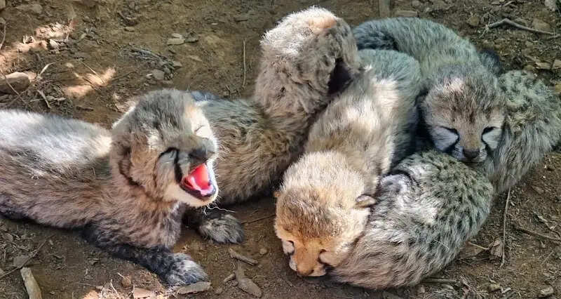 कूनो उद्यान में बढ़ा चीतों का कुनबा, भारत में जन्मीं मादा चीता केजेपी-21 ने दिया 5 शावकों को जन्म