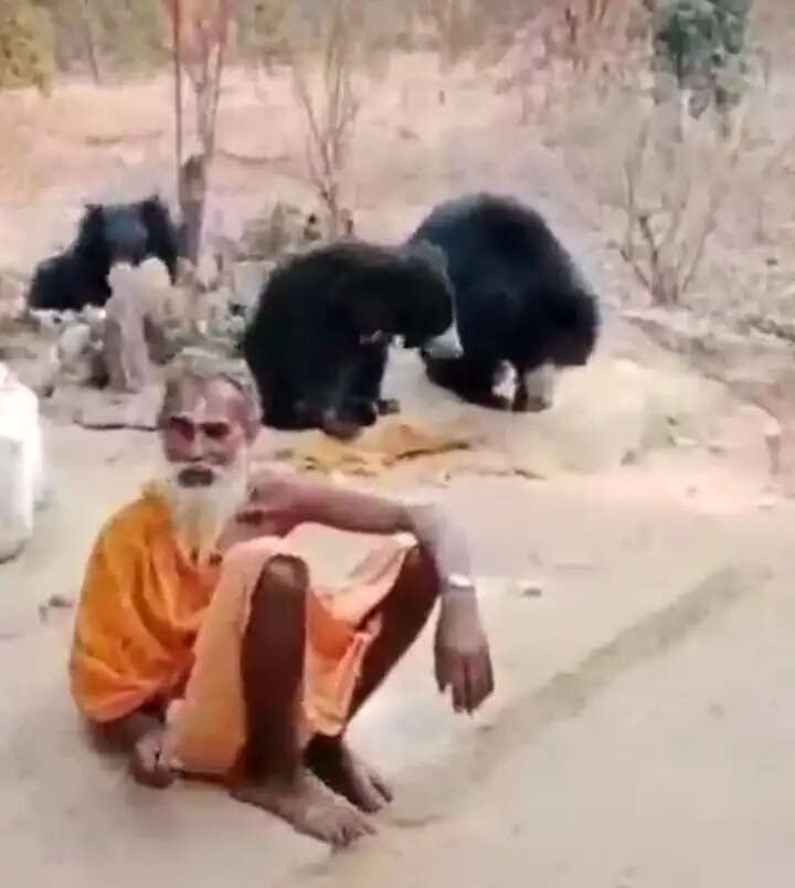 अनूपपुरः आरती की घंटियां सुनकर मंदिर पहुंचते हैं जंगली भालू, प्रसाद लेकर लौट जाते हैं जंगल
