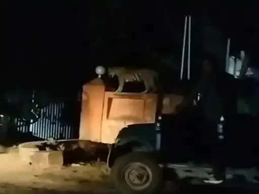 रणथंभौर रोड पर रातभर रही बाघिन की हलचल, वन विभाग ने की माॅनिटरिंग