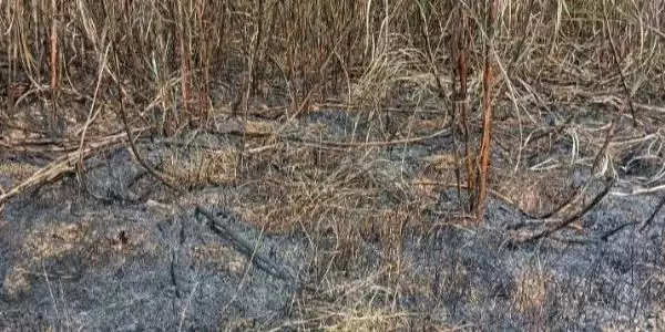 लोहरदगा में गन्ने की खेत में आग लगने से लाखों का नुकसान