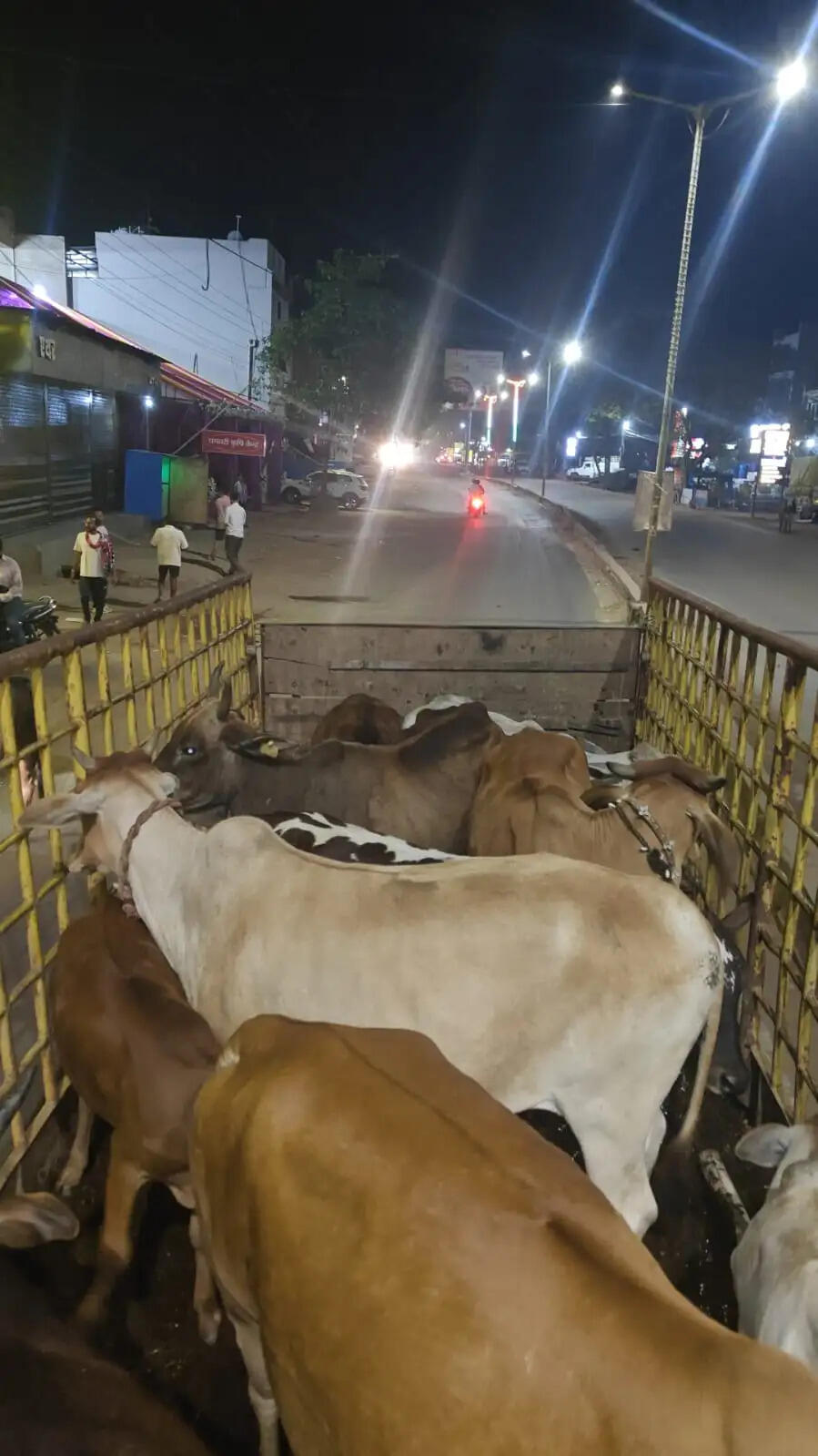 नगर निगम ने अभियान चलाकर पकड़े 45 बेसहारा मवेशी