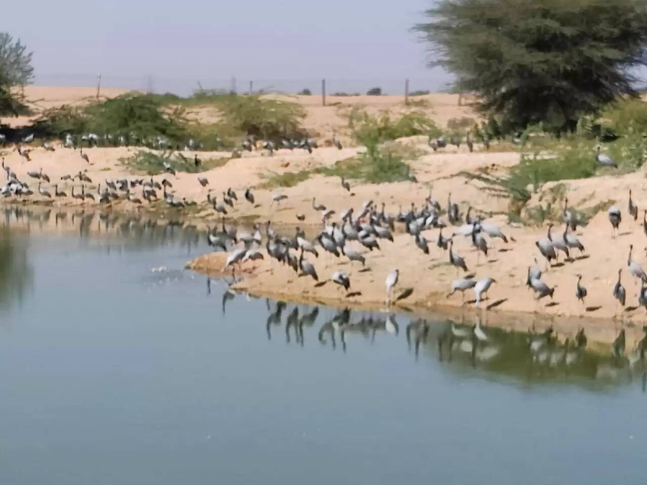 दुनिया में एक अलग पहचान बनाई खीचन गांव ने, सात समंदर पार कर हजारों की संख्या में कुरजां पहुंची