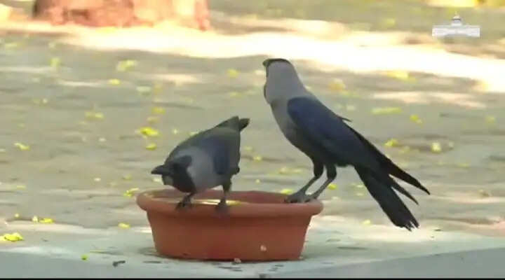 राष्ट्रपति मुर्मु ने पक्षियों के प्रति संवेदनशीलता का दिया संदेश, अमृत उद्यान में रखे गए जलपात्रों का किया उल्लेख