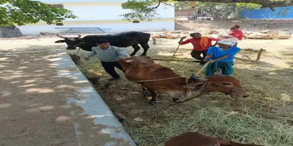 75 की उम्र में युवा जैसा जज़्बा: वैज्ञानिक पशुपालन से प्रेरणा बने धनऊ सोनकर