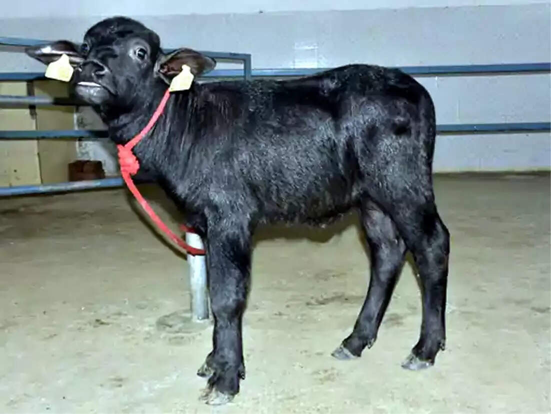 हिसार में ‘हिसार गौरव 2.0’ क्लोन बछड़े का जन्म: भैंस अनुसंधान संस्थान की बड़ी सफलता