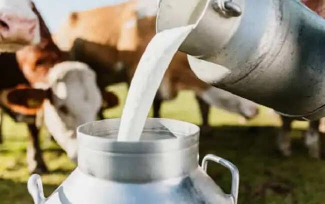 मप्र में डेढ़ वर्ष में दैनिक दुग्ध संकलन 8.73 लाख से बढ़कर 12 लाख किलोग्राम हुआ