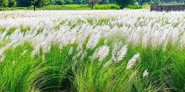 कांस के फूलों ने दी मानसून की विदाई की दस्तक