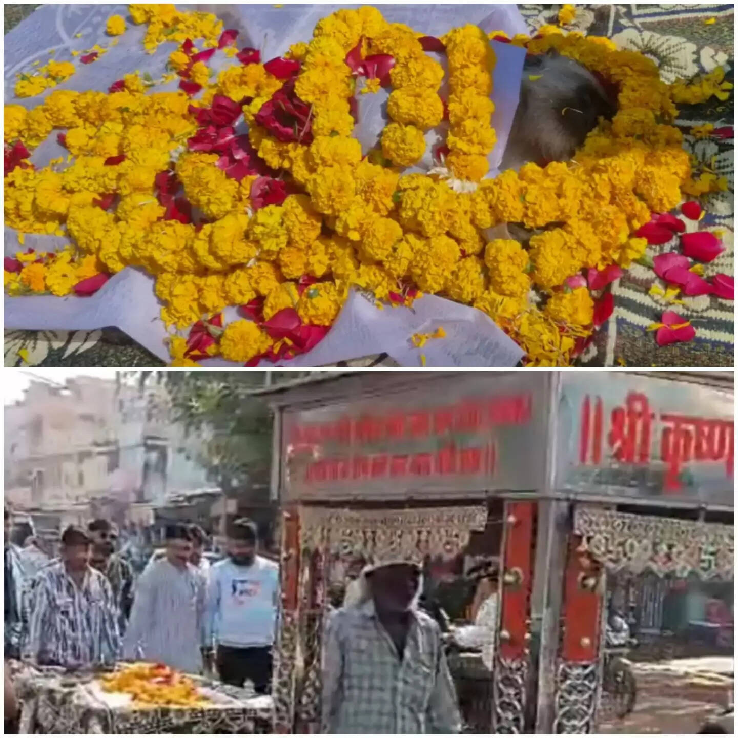 राजगढ़ः करंट की चपेट में आने से बंदर की मौत, मुक्तिधाम तक निकाली शवयात्रा