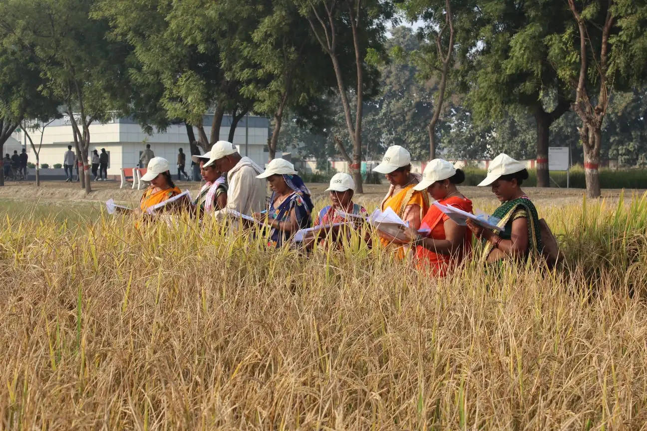 आइसार्क में वार्षिक चावल वैराइटी कैफेटेरिया का मूल्यांकन, क्रॉप कैफेटेरिया की जानकारी दी गई