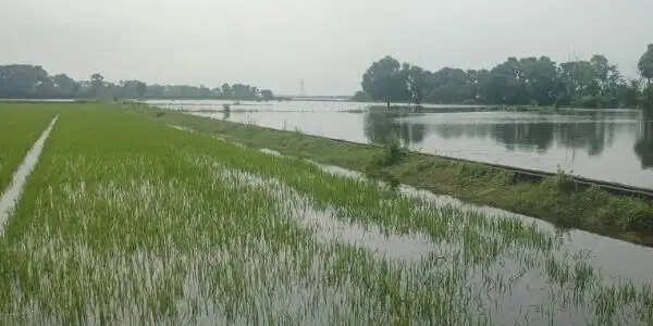 पानी घटने की रफ्तार धीमी, कर्ज के दलदल में डूबे दियारा के किसान