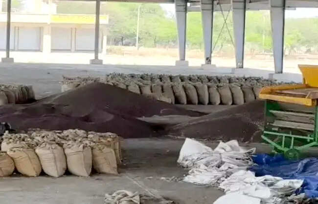 नारनौल मंडी में सरसों की आवक तेज, सरकारी खरीद से पहले 6600 रुपये तक मिल रहा भाव