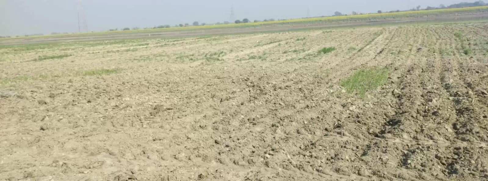 पलवल में आरक्षित वन से सरसों और गेहूं की अवैध बिजाई की गई नष्ट