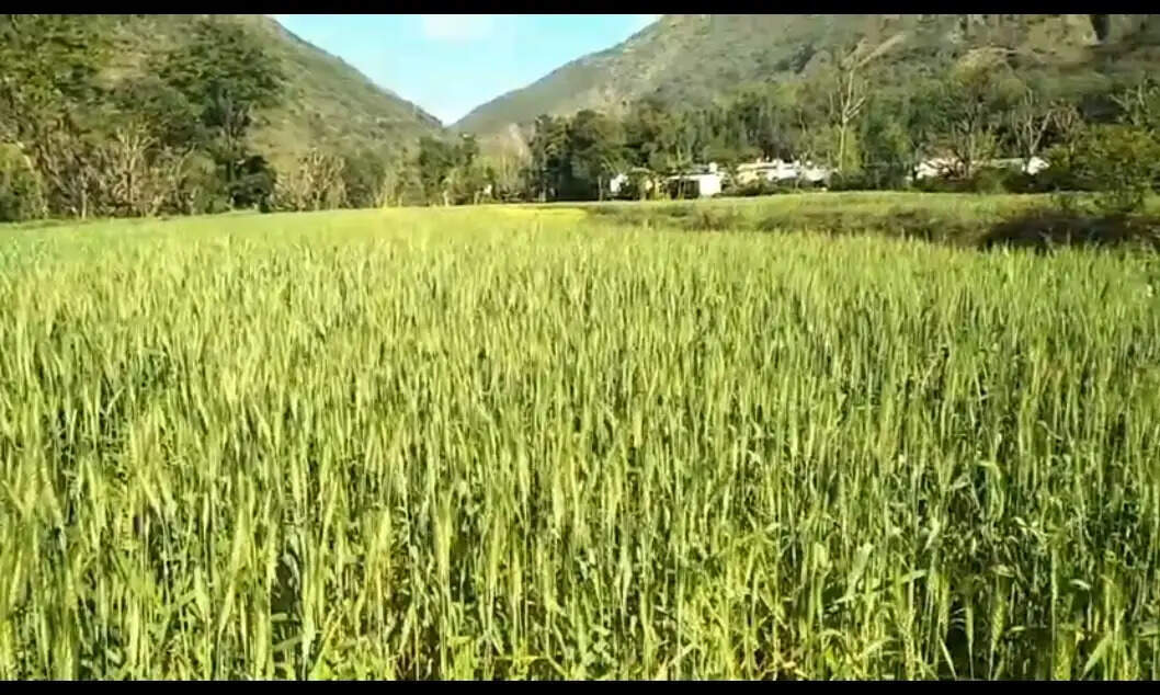 सिरमौर पहाड़ी क्षेत्रों में हुई बारिश व हिमपात से फसलों को मिली संजीवनी