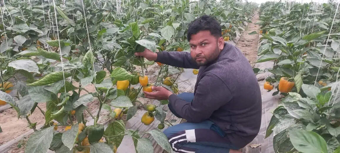 शिमला मिर्च लगाकर किसान ने कमाए 10 लाख