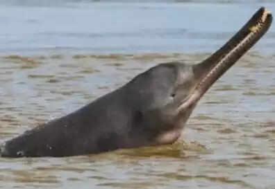 लखनऊ में इंदिरा नहर में डॉल्फिन दिखी, विभागीय अधिकारी ले रहे जायजा