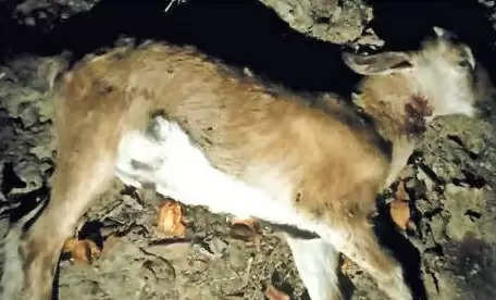 कोरबा: तेंदुए के हमले में तीन बकरियों की मौत, एक गंभीर रूप से घायल