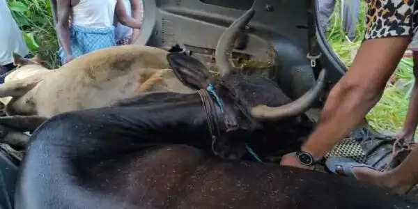 सड़क हादसे ने खोला गो तस्करी के गोरखधंधे का राज