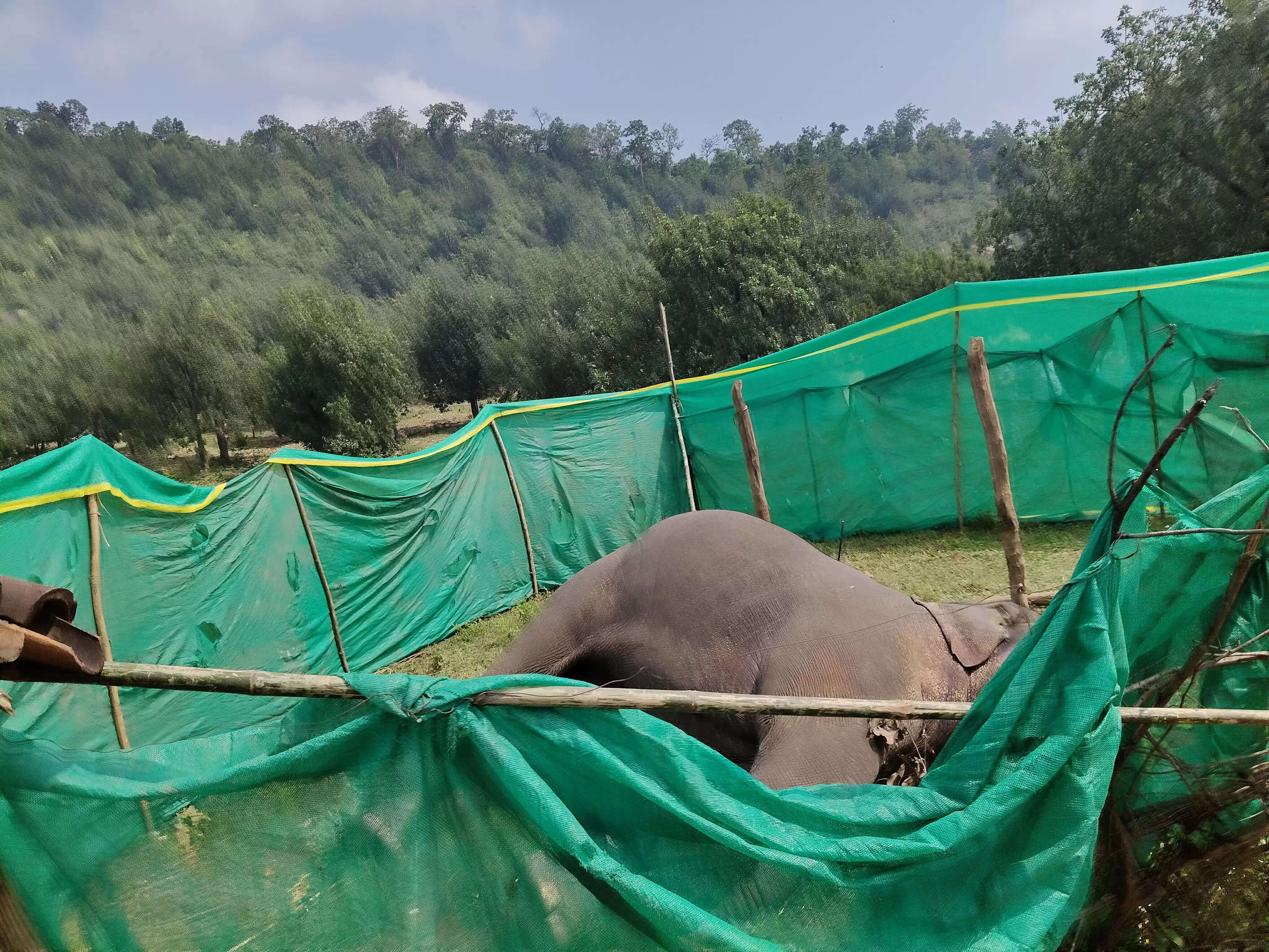 बलरामपुर : रामानुजगंज रेंज में नर हाथी की मौत