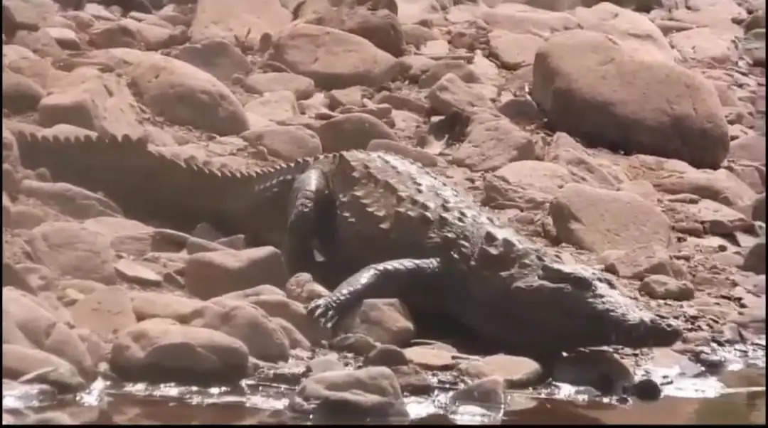 जगदलपुर : कांगेर घाटी राष्ट्रीय उद्यान में 35 मगरमच्छ मौजूद, गणना का काम खत्म हुआ