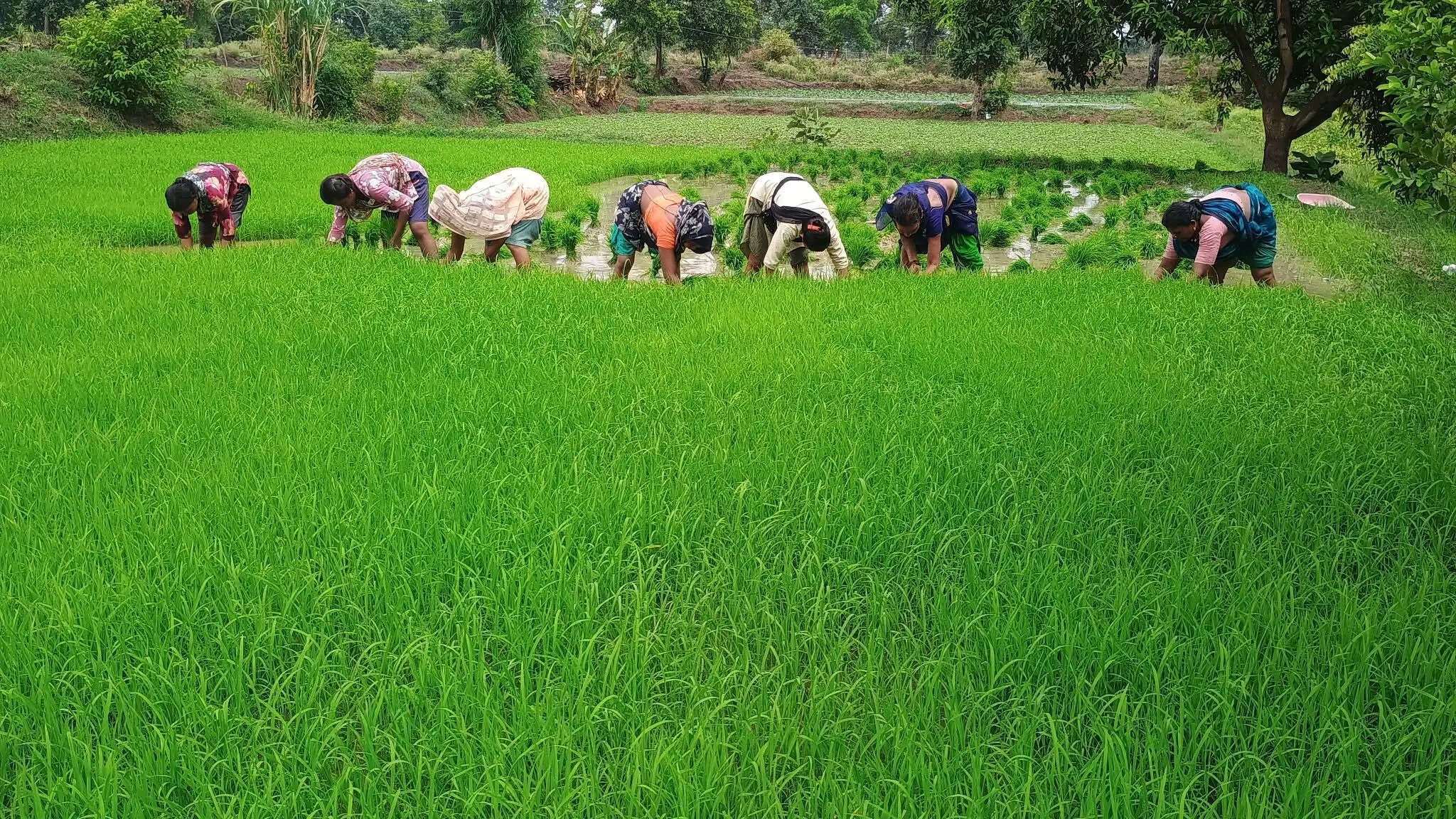 अनूपपुर: रात से रुक-रुक कर बारिश, तैयारी में जुटे किसान,खरीफ फसलों की 21% बुवाई