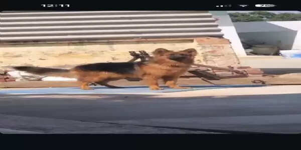 50 हजार के जर्मन शेफर्ड कुत्ते को तेंदुए ने बनाया शिकार, वन विभाग से गुहार