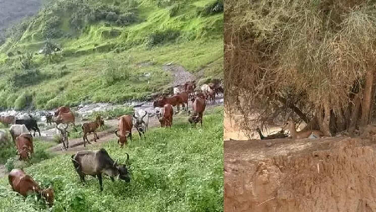 ओरण, गोचर, खेजड़ी के ज्वलंत मुद्दों पर चौथे स्तंभ ने संभागीय आयुक्त को सौंपा ज्ञापन