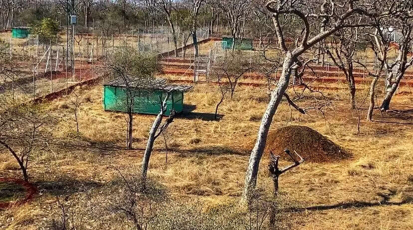 मंदसौर: मुख्यमंत्री रविवार को गांधीसागर अभयारण्य में छोड़ेंगे दो चीते