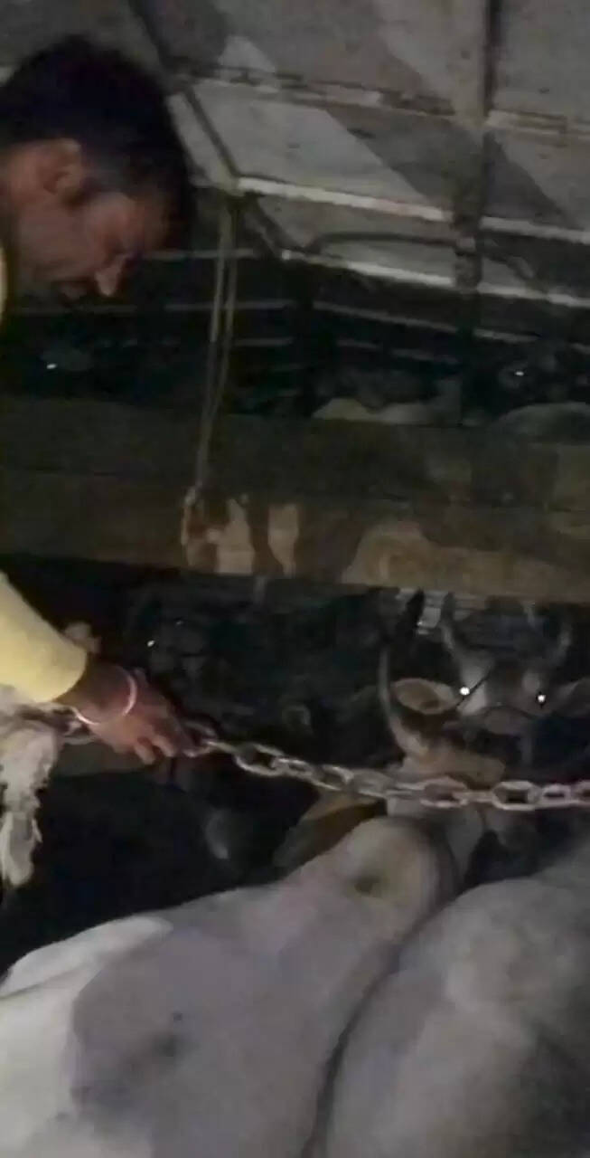 राजगढ़ःमिनी ट्रक से क्रूरतापूर्वक भरे 21 गोवंश जब्त, आरोपित फरार