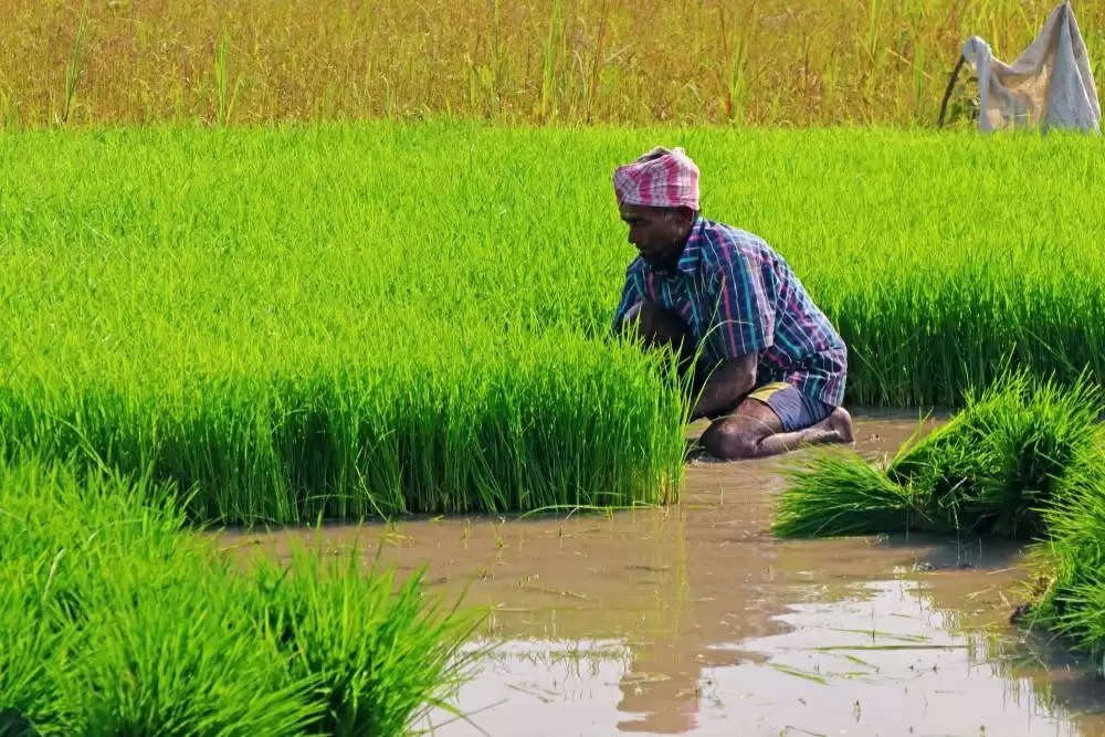 दलहन, तिलहन और सब्जियों का उत्पादन, भंडारण और विपणन संग कृषि अनुसंधान व स्टार्टअप पर रहेगा सरकार का जाेर