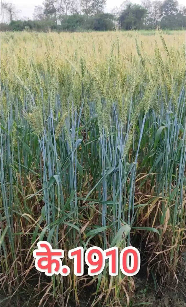 सीएसए के वैज्ञानिकों ने विकसित की गेहूं की के-1910 व के-1905 प्रजाति