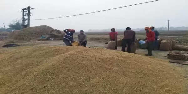 धान खरीद लक्ष्य में कटौती से किसान चिंतित