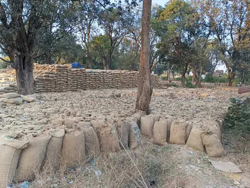 अनूपपुर: खुले में रखी 4.33 लाख क्विंटल धानए वाहनों की कमी से उठाव धीमा