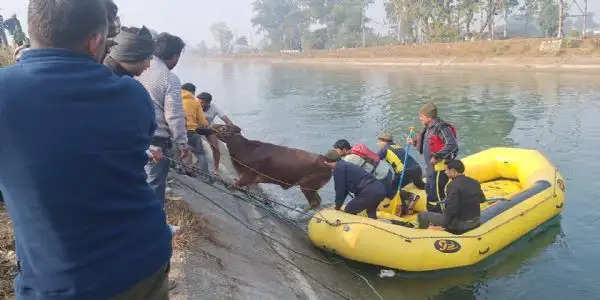 बेजुबान के लिए देवदूत बने एसडीआरएफ जवान