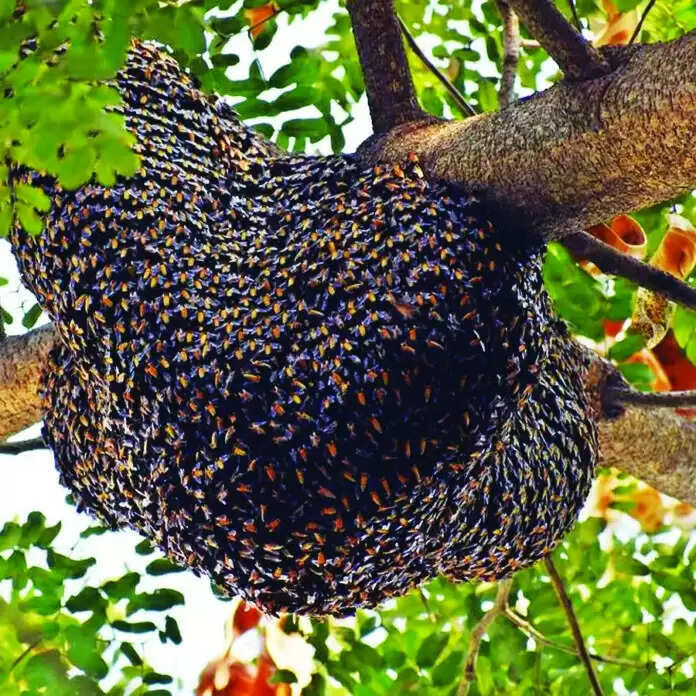 कोरबा : मधुमक्खियों ने दुकानदारों को भागने किया मजबूर