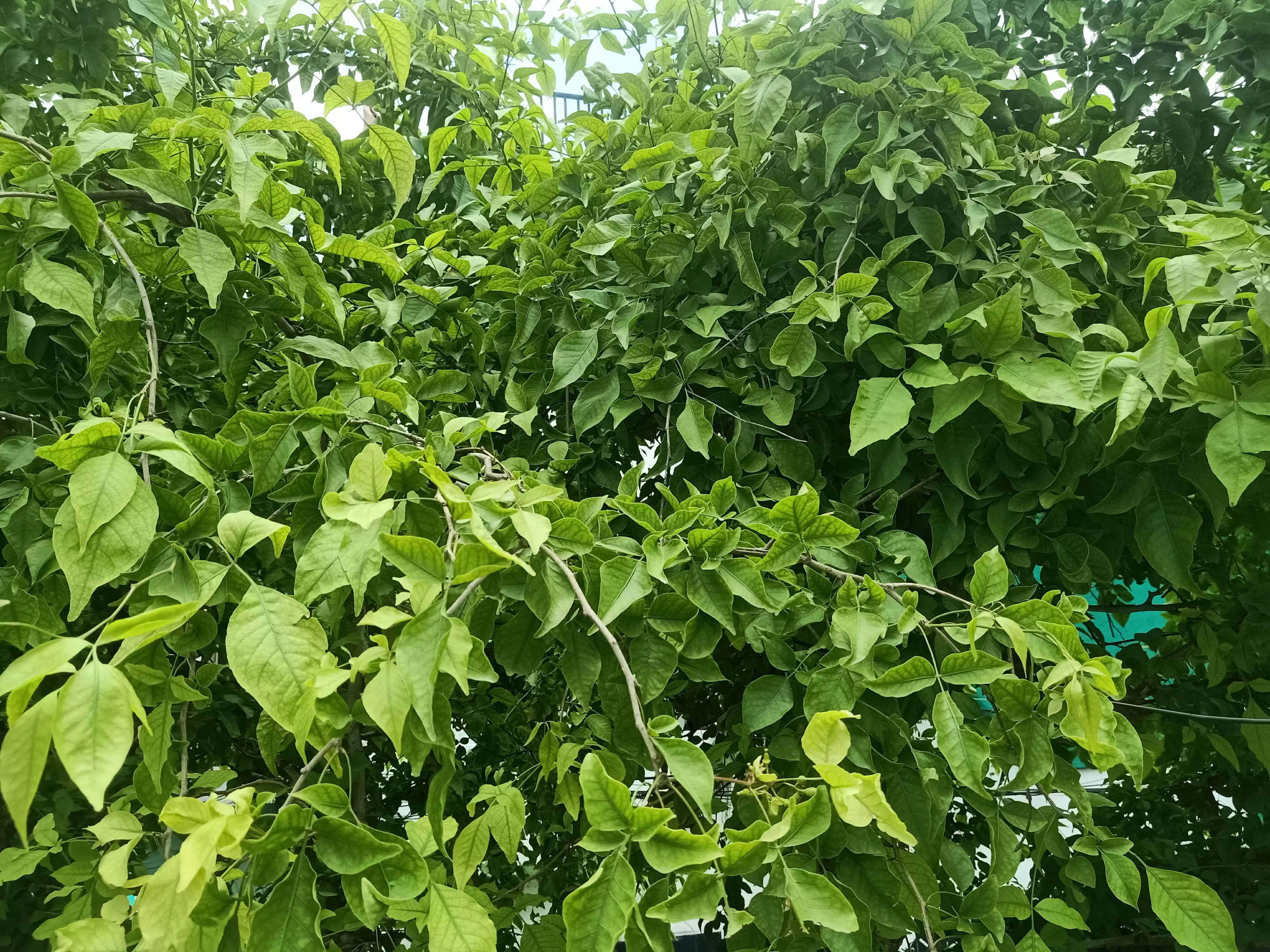 बिल्व पत्र के बिना अधूरी है शिव जी की पूजा: बिल्व पत्र करते है औषधि का काम