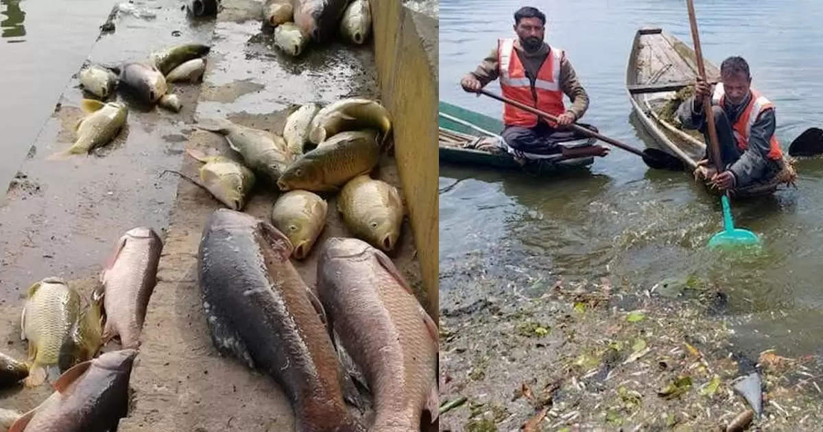 विश्व प्रसिद्ध डल झील में हजारों मछलियां पाई गई मृत