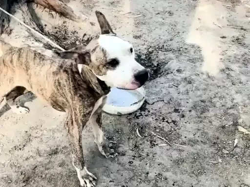 फरीदाबाद में पेड़ से बंधा मिला ‘अमेरिकन बुली’ डॉग, पीएफए ने बचाया