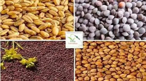 गेहूं, चना, मसूर और सरसों फसल पंजीयन की अंतिम तिथियां घोषित