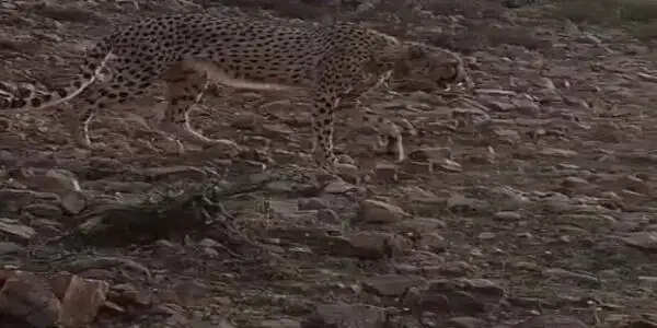 कूनो से आया चीता फिर रणथंभौर पहुंचा, शहर के पास दिखने से मची दहशत