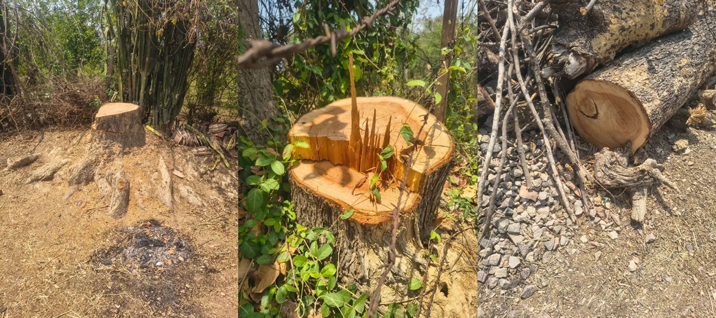 अनूपपुर: रेशम प्लांटेशन के प्रभारी पर महिलाओं ने पेड़ों को काटने, महुआ छीनने और धमकी देने का आरोप