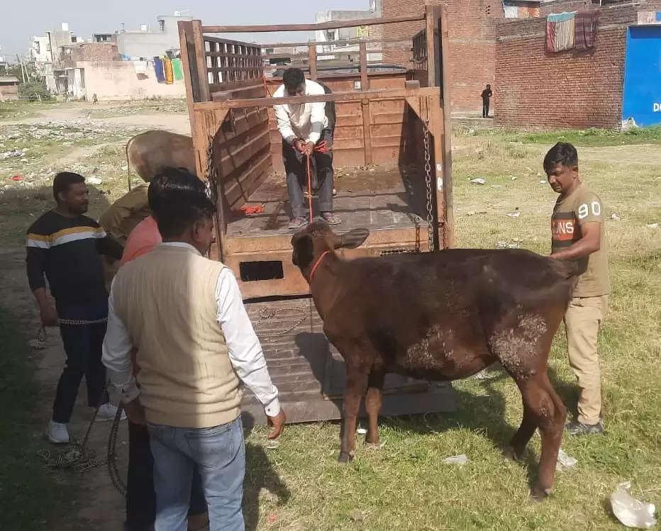 यमुनानगर: बेसहारा गोवंश को पकड़ने का निगम ने चलाया अभियान